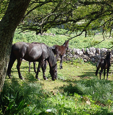 cavallo murgese martina franca